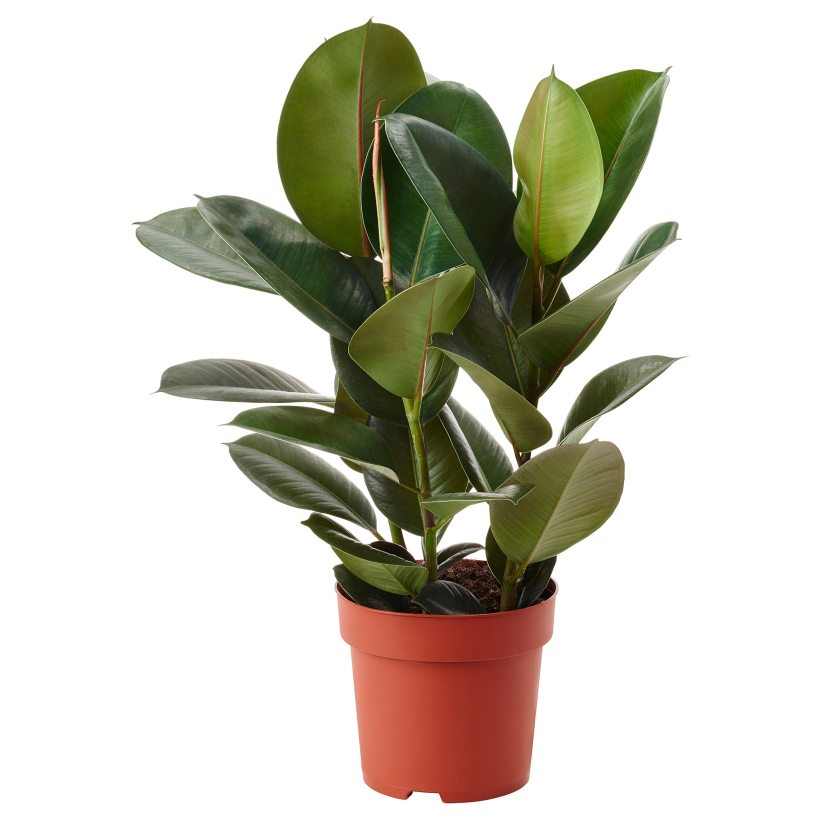 FICUS.jpg