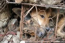 YULIN - CANI