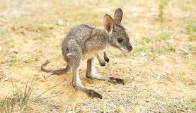 CUCCIOLO DI CANGURO