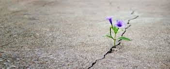 VIOLETTA NELL'ASFALTO