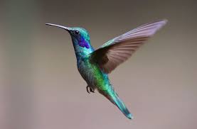 COLIBRI'