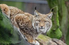 LINCE